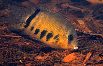Deacon fish (Heros severus) Amazon, Brazil