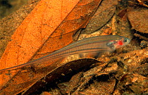 Glass knifefish (Eigenmannia sp) Amazon, Brazil