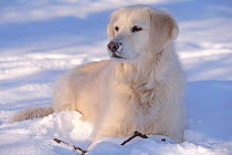 Golden retriever lying in snow {Canis familiaris} USA