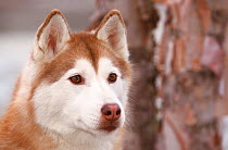 Siberian husky portrait {Canis familiaris} USA
