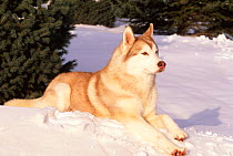 Siberian husky resting in snow {Canis familiaris} USA