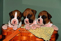 Three Boxer puppies {Canis familiaris} USA