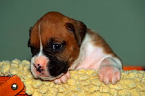 Boxer puppy {Canis familiaris} USA