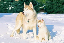 Siberian husky + puppy in snow {Canis familiaris} USA.