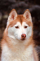 Siberian husky portrait {Canis familiaris} USA