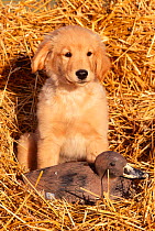 Golden retriever puppy with decoy duck {Canis familiaris} USA