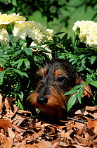 Long haired dachshund among carnations {Canis familiaris} USA