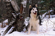 Alaskan Malamute dog in snow {Canis familiaris} USA