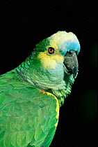 Blue fronted amazon parrot {Amazona aestiva} captive