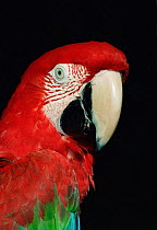 Green winged macaw {Ara chloroptera} captive  Not available for ringtone/wallpaper use.