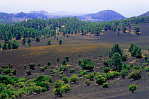 Vegetation on volcanic badland, El Hierro, Canary Islands