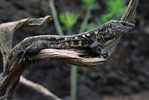El Hierro giant lizard {Gallotia simonyi}, El Hierro, endemic to Canary Islands