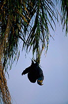 Hyacinth macaw hanging up-side-down in tree, Brazil {Andodorhynchus hyacinthinus}