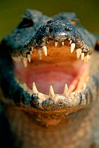 Yacar caiman with open mouth (Caiman yacare) Pantanal, Brazil