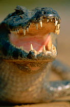 Black caiman with open mouth {Caiman niger} Pantanal, Brazil.