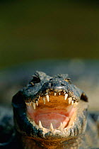 Yacar caiman with open mouth (Caiman yacare) Pantanal, Brazil.