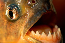 RF- Close up of Piranha teeth (Serrasalmus). Pantanal, Brazil. (This image may be licensed either as rights managed or royalty free.)