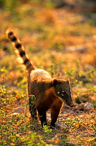Southern coati {Nasua nasua} Pantanal, Brazil