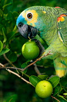 Blue fronted amazon parrot holding citrus fruit in claw, Brazil.