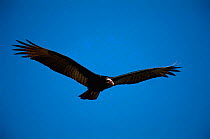 Lesser yellow headed vulture flying {Cathartes burrovianus} Brazil.