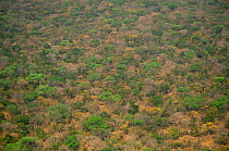 Aerial view of Victoria Falls NP forest, Zimbabwe
