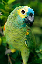 Blue fronted amazon parrot portrait {Amazona aestiva} Pantanal, Brazil.
