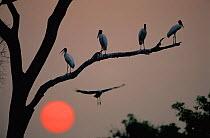 Jabiru storks roosting in tree at sunset {Jabiru mycteria} Pantanal, Brazil.