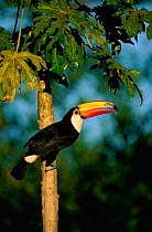 Toco toucan {Ramphastos toco} Pantanal, Brazil.