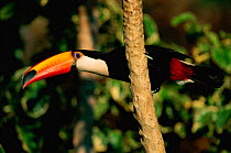 Toco toucan {Ramphastos toco} Pantanal, Brazil.