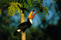 Toco toucan feeding in tree {Ramphastos toco} Pantanal, Brazil.