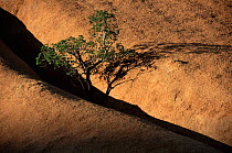 Resin tree {Ozoroa crassinerva} in granite crevice, Spitzkoppe, Namibia