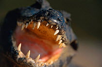 Yacar caiman (Caiman yacare) with mouth open, Pantanal, Brazil.