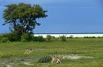 Springbok resting {Antidorcas marsupialis} wet season, Etosha NP, Namibia