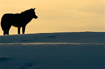 Grey wolf silhouette in snow {Canis lupus} Toropets, Russia.
