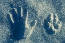 Human hand print + Grey wolf track in snow {Canis lupus} Sweden