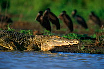 Nile crocodile {Crocodylus niloticus} Selous Game Reserve, Tanzania.