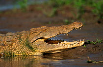 Nile crocodile {Crocodylus niloticus} Selous Game Reserve, Tanzania