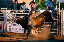 Cattle rodeo, Saskatchewan, Canada
