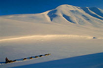 Dog sledding, Svalbard, Spitzbergen, Norway