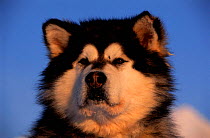Husky dog head portrait {Canis familiaris} Svalbard, Norway