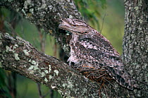 Tawny frogmouth {Podargus strigoides} Lamington NP, Queensland, Australia.
