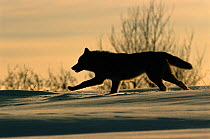 Grey wolf running silhouetted {Canis lupus} Toropets, Russia.