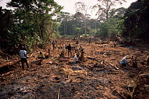 People clearing through recent deforestation of tropical rainforest habitat for slash and burn agriculture, Epulu Ituri, Democratic Republic of Congo, formerly Zaire