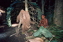 Mbuti pygmy woman making hut with Mangongo leaves, Epulu Ituri, Democratic Republic of Congo, formerly Zaire