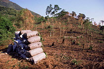 Charcoal production on site of former tropical rainforest habitat, cleared for other use, Tongo, Democratic Republic of Congo, formerly Zaire