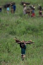 Rwandan Hutu refugees collecting firewood from inside Virunga NP, Democratic Republic of Congo formerly Zaire, 1994