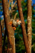 Common squirrel monkey {Saimiri sciureus} in tree, Manaus, Brazil.