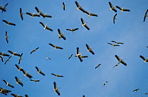 RF- Flock of European white storks (Ciconia ciconia) on migration. Tanzania. (This image may be licensed either as rights managed or royalty free.)