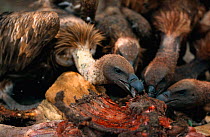 Ruppells griffon vultures feed on carcass {Gyps rueppellii} Kenya