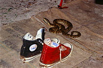 Fer-de-lance snake {Bothrops asper} beside boots, Guyana